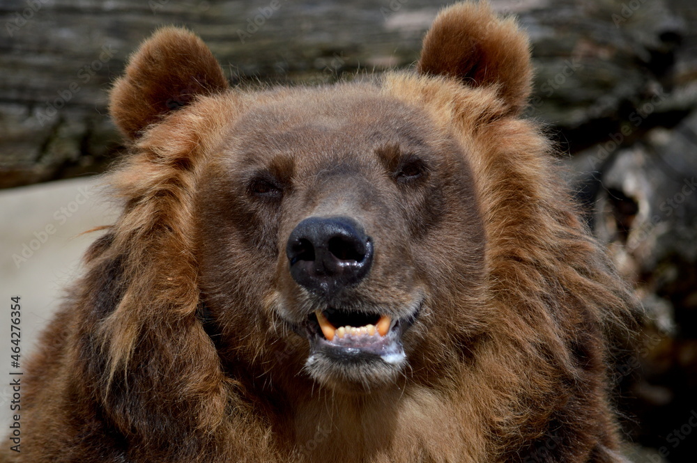 Fototapeta premium Brown bear portrait
