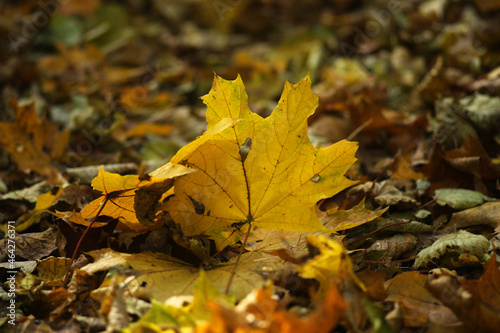 A large maple leaf among many autumn foliage on the ground in the forest.