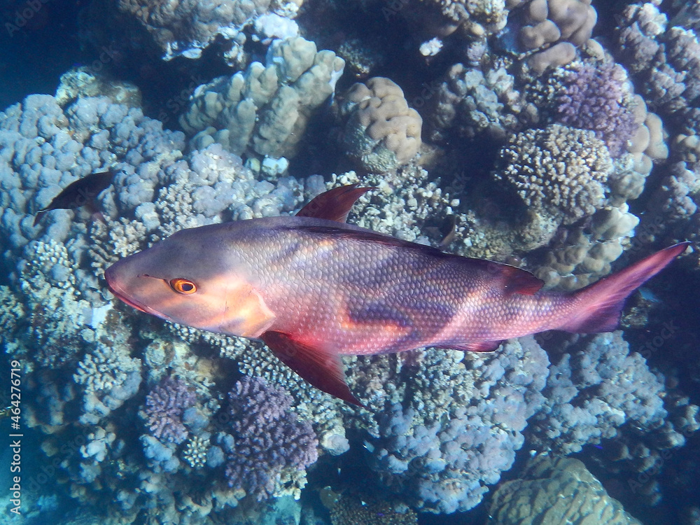 Naklejka premium Kupferschnapper oder Doppelfleck-Schnapper / Two-spot red snapper or Twinspot Snapper / Lutjanus bohar.