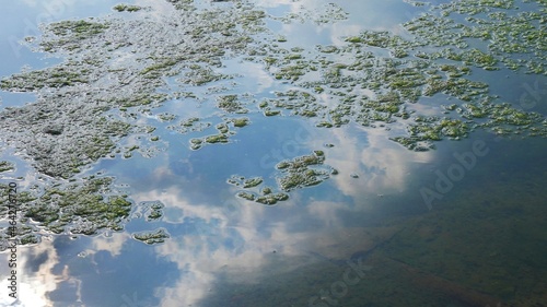 green algae on the swampy water surface of the riverbed