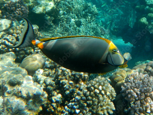 Gelbklingen-Doktorfisch oder Gelbklingen-Nasendoktor./ Orangespine unicornfish or Naso tang / Nasu lituratus