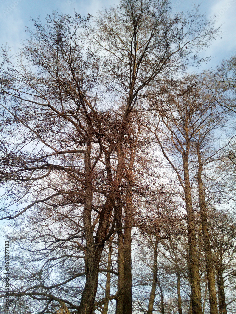 Relict leafless alder trees with beautifully curved branches against a blue sky with white clouds. Winter Russian landscape, vertical photo wallpaper. Relict leafless alder trees with beautifully curved branches against a blue sky with white clouds. Winter Russian landscape, vertical photo wallpaper.