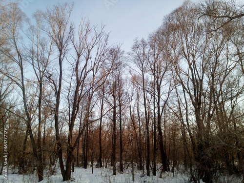 Fine old willows in a winter grove in the coastal zone of the Volga region in central Russia. Beautiful horizontal photography, wall murals.