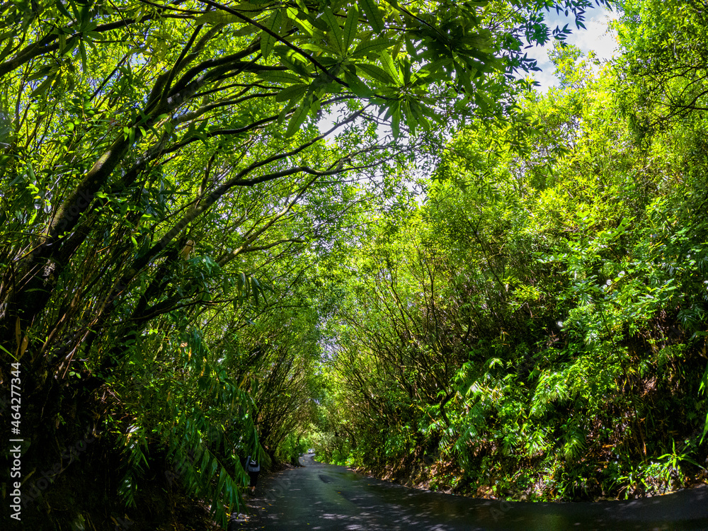 View of a road passing through a forest located in the north of Mauritius island