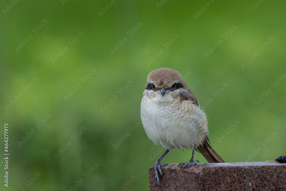Fototapeta premium Brown-Shrike close-up shot of a bird.