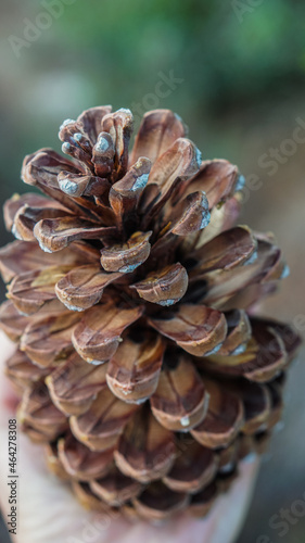 A girl found a pine cone in the woods