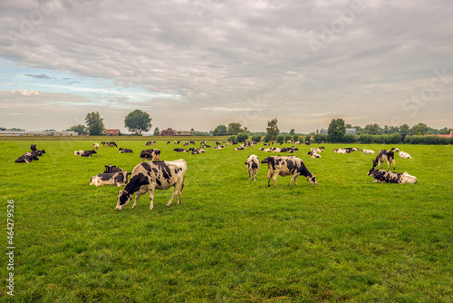 Black-and-white cows in a Dutch polder landscape. The photo was taken near the village of Raamsdonksveer, municipality of Geertruidenberg, province of North Brabant. It is at the end of summer.