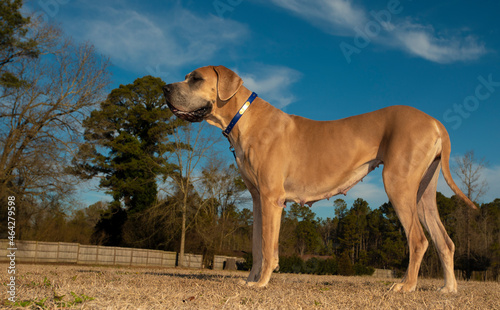 Large purebred Great Dane standing on a field
