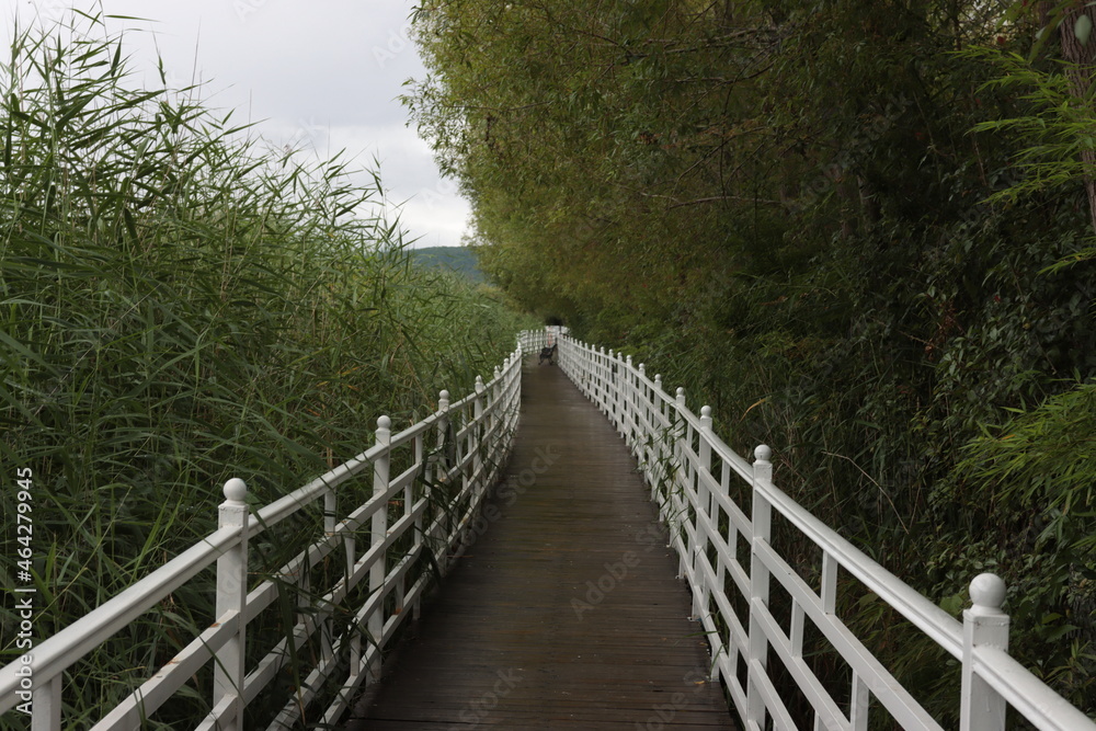 wooden bridge in the forest wooden bridge in the forest