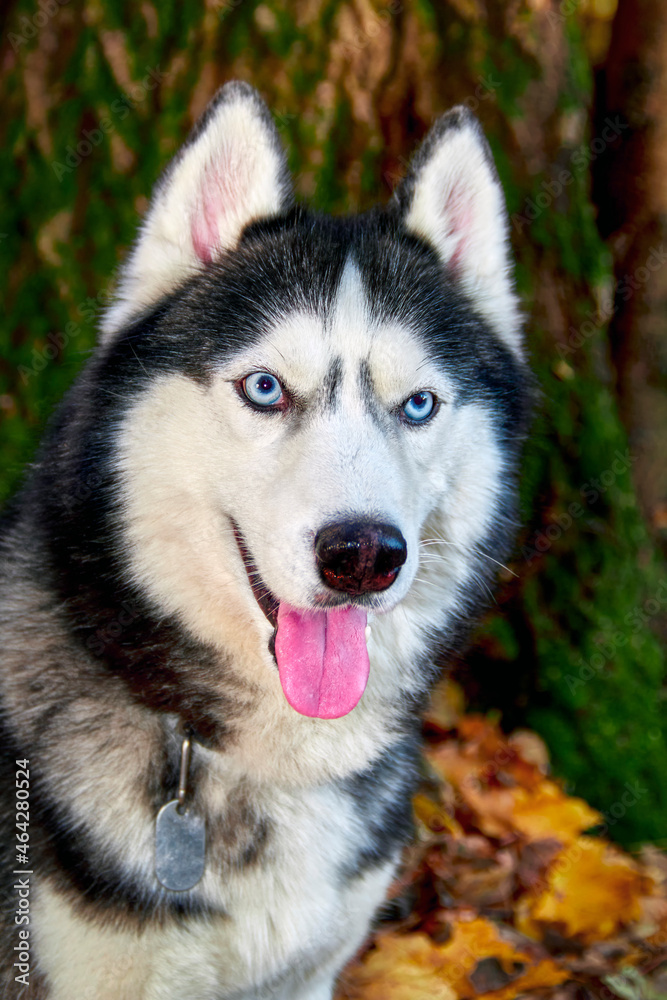 Husky dog beautiful portrait on wooden backdrop. Beauty face.