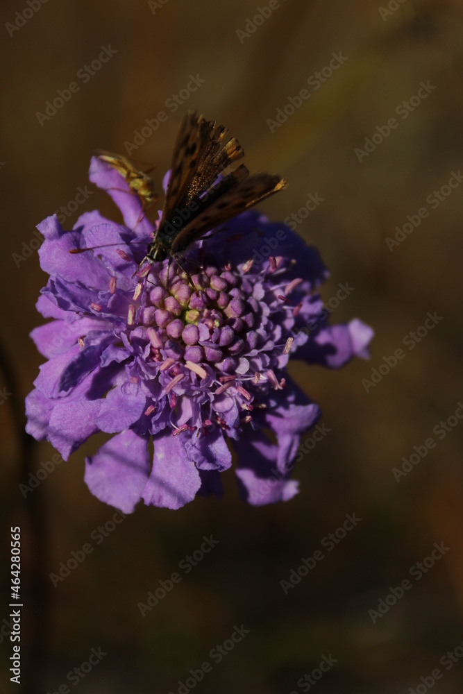 Fototapeta premium Lycaena phlaeas, the small copper or common copper, is a butterfly of the Lycaenids or gossamer-winged butterfly family sitting on Scabiosa columbaria or scabious or dwarf pincushion flower 