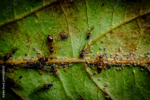 Ants Farming Aphids Leaf photo