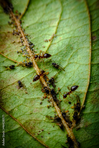 Ants Farming Aphids Leaf