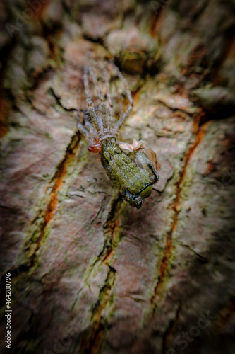 Macro Wolf Spider Molting