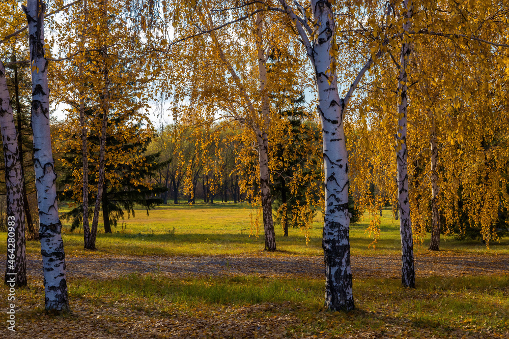 Bright colors in the autumn forest at sunset. Beautiful contrasting natural background.
