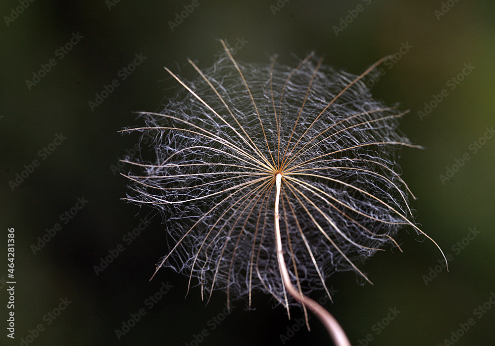 Fototapeta premium A close-up photo of an amazing flower branch