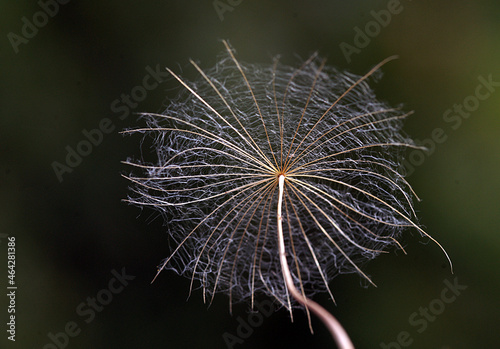 A close-up photo of an amazing flower branch