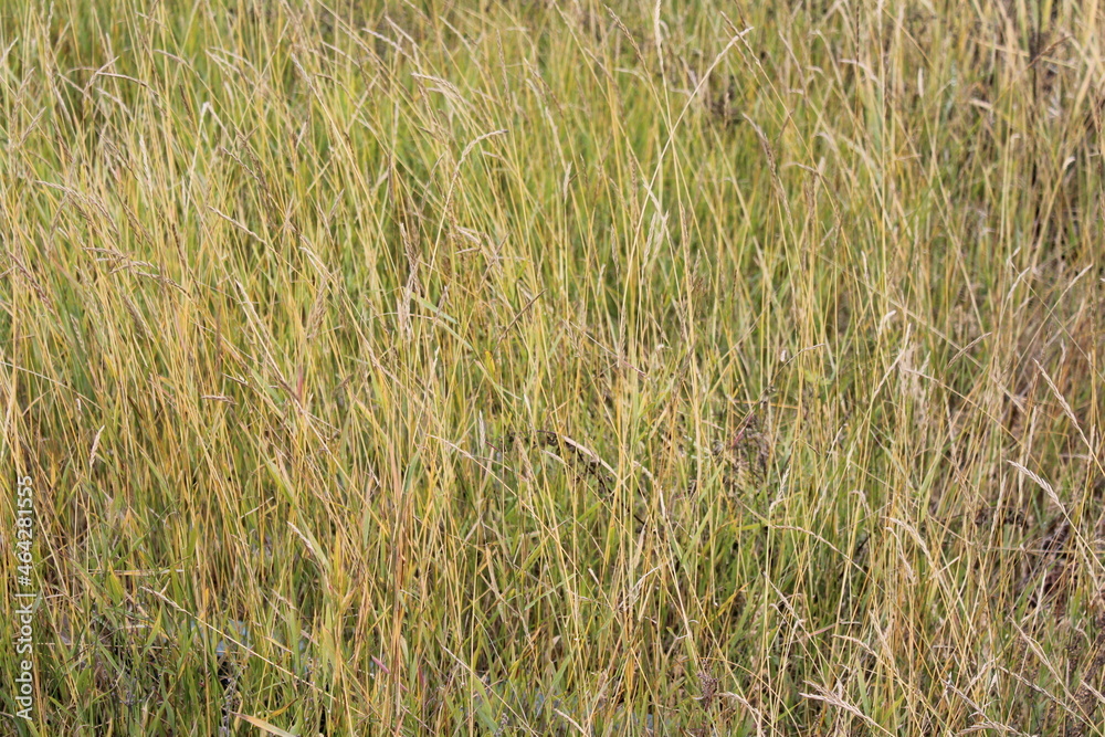 close-up photograph of dry yellow grass and flowers in autumn meadow hayfield in hay making harvest time close-up photograph of dry yellow grass and flowers in autumn meadow hayfield in hay making harvest time