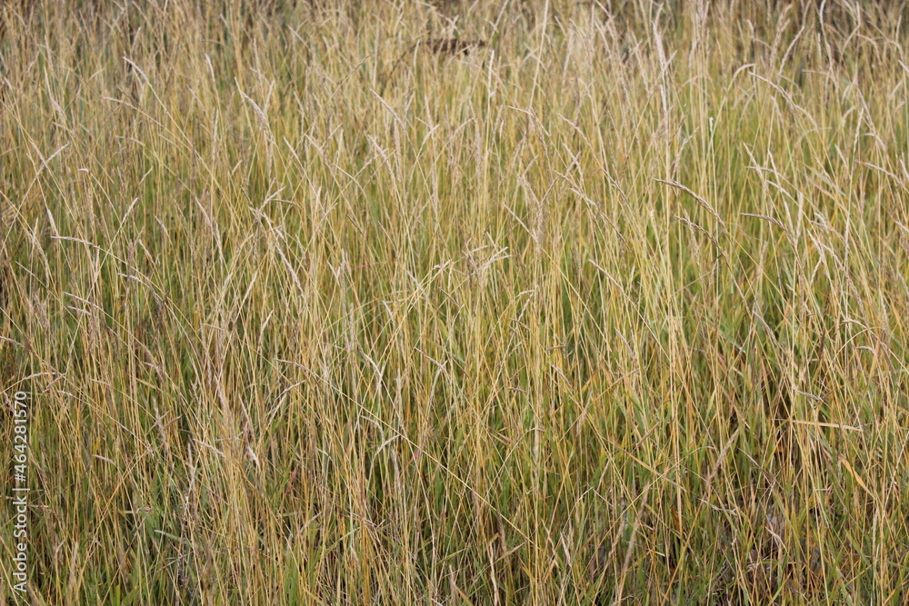 close-up photograph of dry yellow grass and flowers in autumn meadow hayfield in hay making harvest time close-up photograph of dry yellow grass and flowers in autumn meadow hayfield in hay making harvest time
