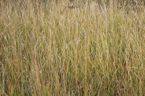 close-up photograph of dry yellow grass and flowers in autumn meadow hayfield in hay making harvest time 