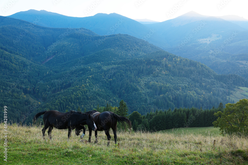 Beautiful horses grazing on meadow in mountains