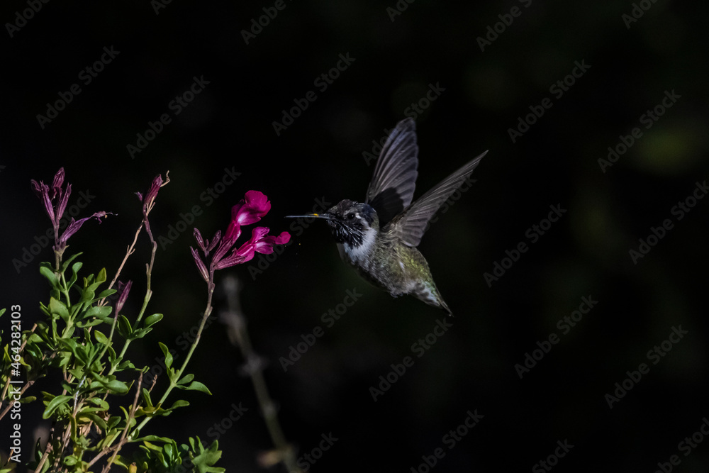 Fototapeta premium Costa's Hummingbird (Calypte costae) With Pin feathers Feeding on Scarlet Sage Blooms