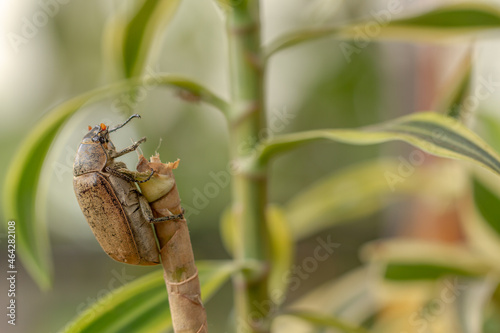 A sugarcane white grub or Lepidiota stigma climbing the trunk of a dracaena photo