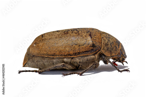 The whole body of A sugarcane white grub or Lepidiota stigma seen from the side photo