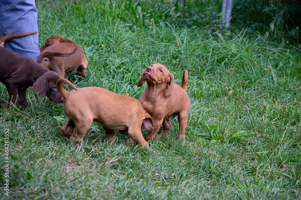 two dogs playing two dogs playing