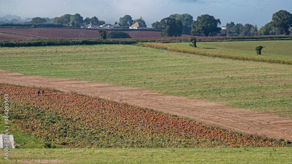 Ripening pumpkins catch the eye in a farm landscape in Devon UK