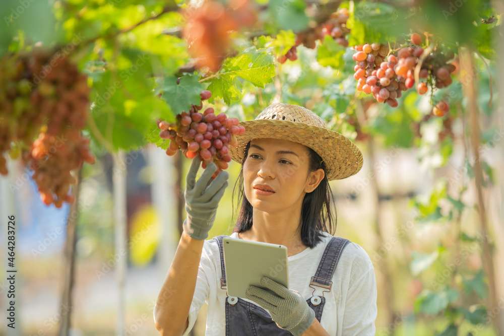 Red grape farm. female wearing overalls and a farm dress straw hat, Smart farming Agricultural technology and organic agriculture Woman using the research tablet and studying the development. business