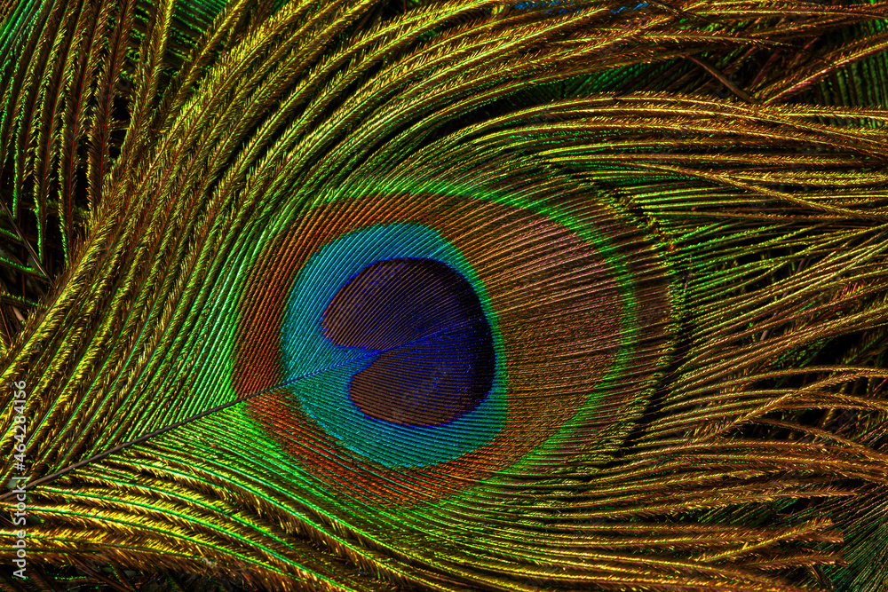 Fototapeta premium macro peacock feathers,Peacock feather,Beautiful exotic peacock feather on white background with copy space.