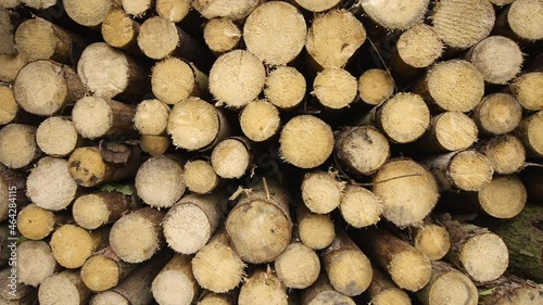 Stacked tree trunks in the forest. Wood design.