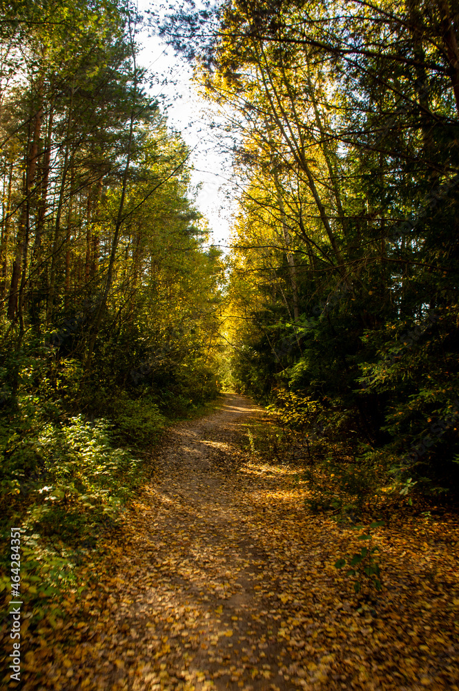 Beautiful landscape with footpath and autumn forest