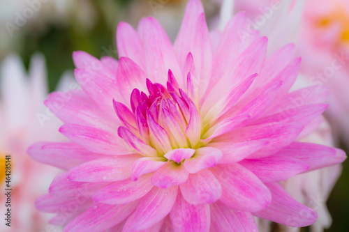 pink macro flowers Pink flower in very high detail. Stunningly beautiful and symbolises love  weddings and female decoration.