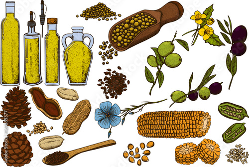 Oil set. Hand drawn vector illustration. Olive, mustard, corn, pine nut, flax seed, sesame seed, peanut oils. Use for cosmetic products or food. Sketch style vector organic food illustration.