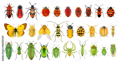Insect color diversity (red, green, yellow) photo