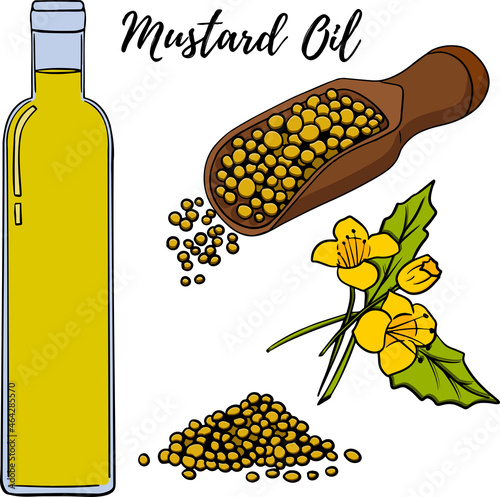 Oil set. Hand drawn vector illustration. Mustard oil. Use for cosmetic products or food. Sketch style vector organic food illustration.