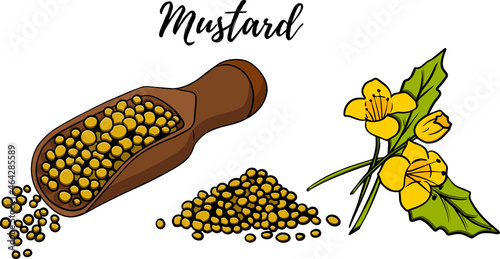 Hand drawn mustard seed vector illustration. Use for cosmetic products or food. Sketch style vector organic food illustration. photo
