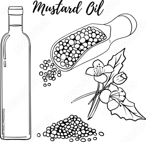 Oil set. Hand drawn vector illustration. Mustard oil. Use for cosmetic products or food. Sketch style vector organic food illustration.