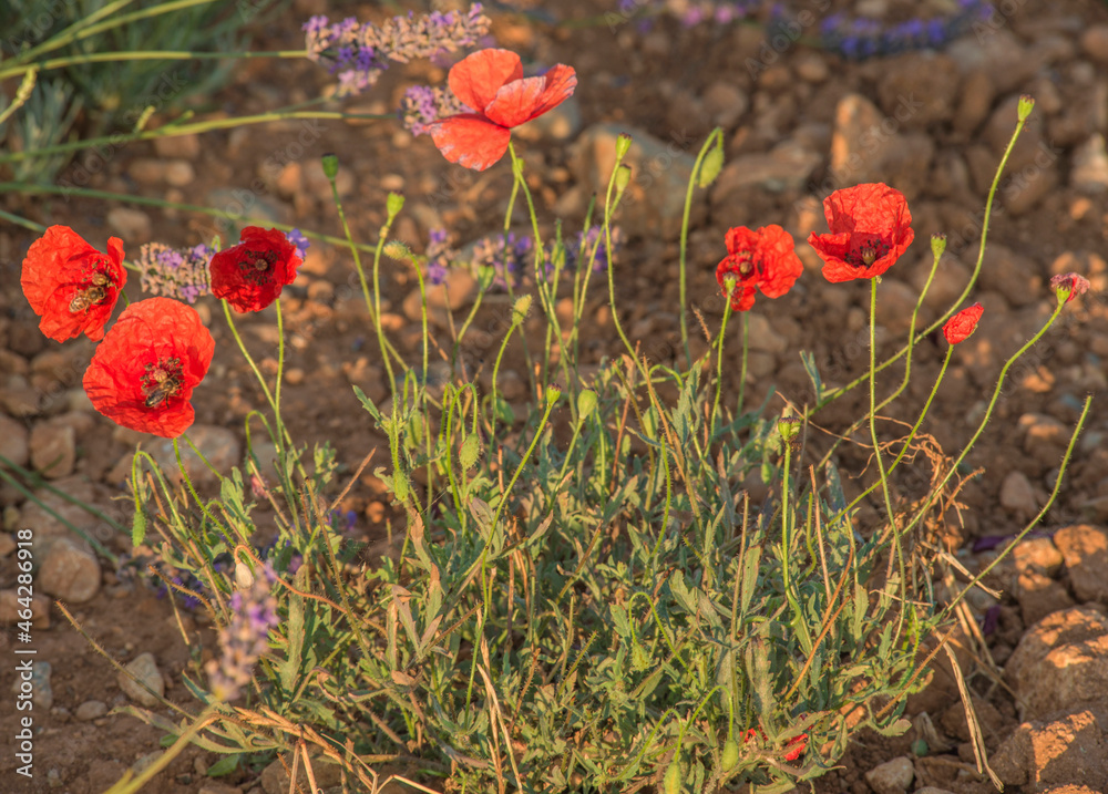 Bouquet de coquelicots dans un champ de lavande à Valensole, Alpes-de-Haute-Provence, France Bouquet de coquelicots dans un champ de lavande à Valensole, Alpes-de-Haute-Provence, France