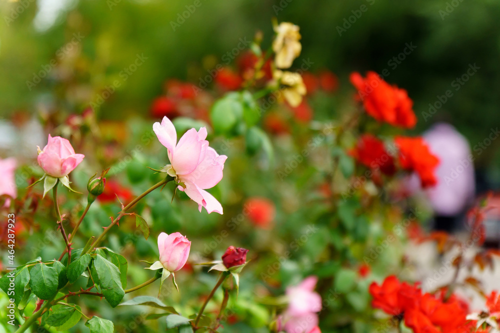 pink rose flower on a defocused green background. Selective focus Space for copying text