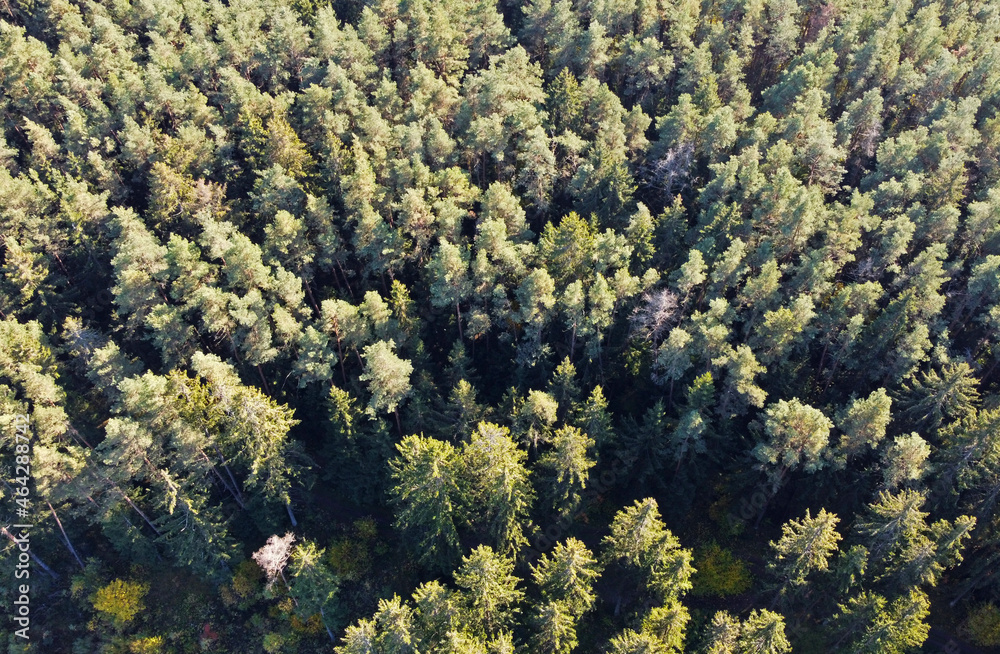 Aerial view of autumn yellow and green forest Aerial view of autumn yellow and green forest