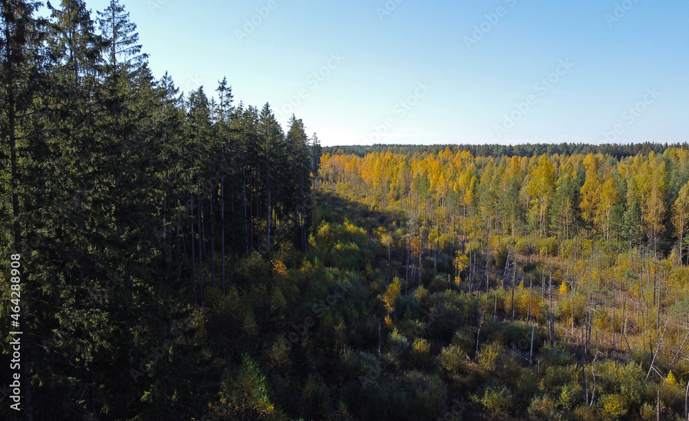 Aerial view of autumn yellow and green forest Aerial view of autumn yellow and green forest