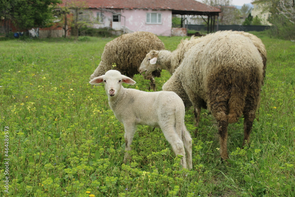 Fototapeta premium sheep and lambs