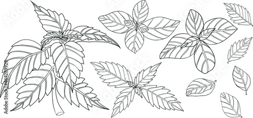 Basil leaves isolated on a white background. Basil is a fragrance and fragrant seasoning. Hand drawn vector illustration. Coloring illustration