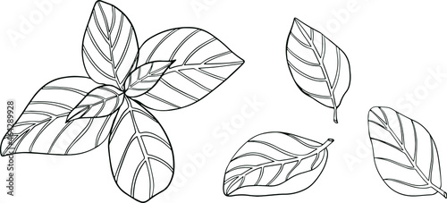 Basil leaves isolated on a white background. Basil is a fragrance and fragrant seasoning. Hand drawn vector illustration. Coloring illustration