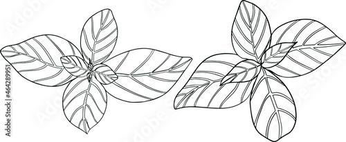 Basil leaves isolated on a white background. Basil is a fragrance and fragrant seasoning. Hand drawn vector illustration. Coloring illustration