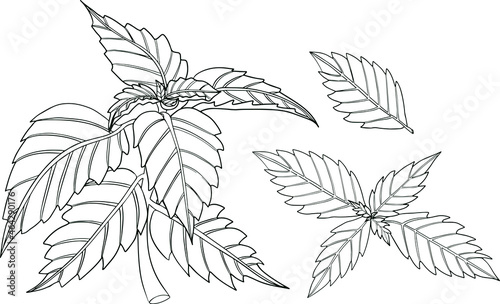 Basil leaves isolated on a white background. Basil is a fragrance and fragrant seasoning. Hand drawn vector illustration. Coloring illustration