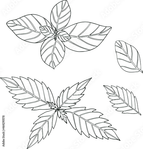 Basil leaves isolated on a white background. Basil is a fragrance and fragrant seasoning. Hand drawn vector illustration. Coloring illustration